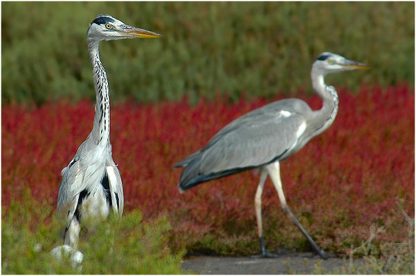 GRAUREIHER, GREY HERON, ARDEA CINEREA