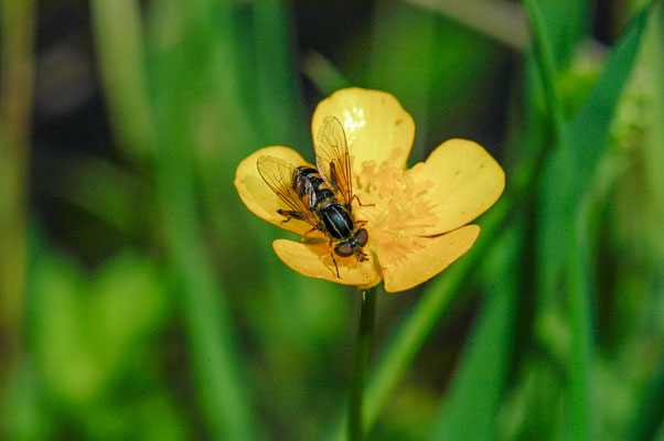 GESTREIFTE NASENSCHWEBFLIEGE, ANASIMYIA LINEATA
