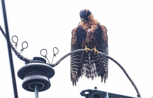 APLOMADOFALKE, APLOMADO FALCON - FALCO FEMORALIS