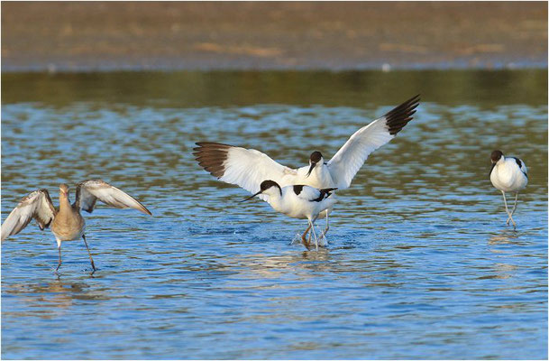 SÄBELSCHNÄBLER, AVOCET, RECURVIROSTRA AVOSETTA