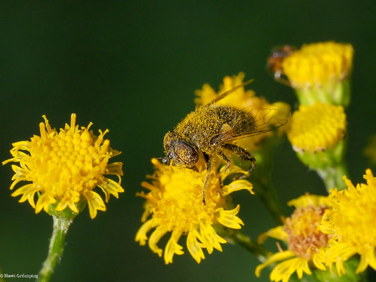 MATTE SCHWARZKOPFSCHWEBFLIEGE, MELANOSTOMA SCALARE