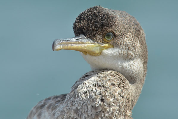KRÄHENSCHARBE, SHAG, PHALACROCORAX ARISTOTELIS