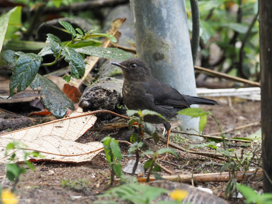 SAMTDROSSEL, GLOSSY-BLACK THRUSH - TURDUS SERRANUS
