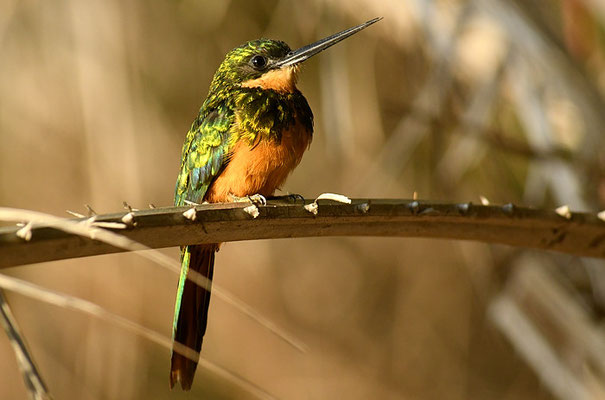 ROTSCHWANZGLANZVOGEL (JACAMAR), RUFOUS-TAILED JACAMAR, GALBULA RUFICAUDA