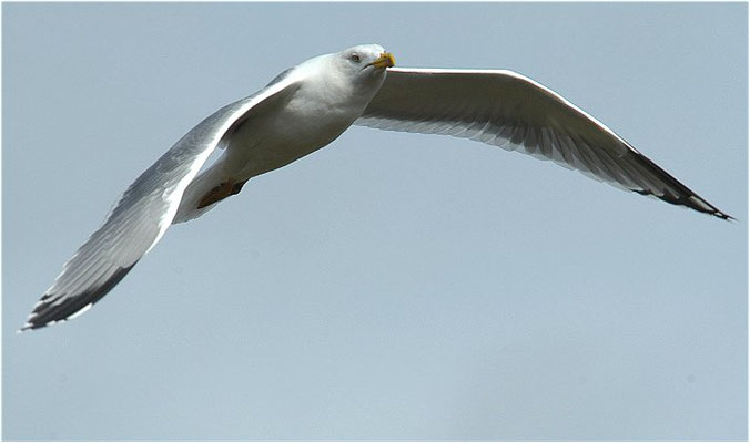 MITTELMEERMÖWE, YELLOW-LEGGED GULL, LARUS MICHAHELLIS