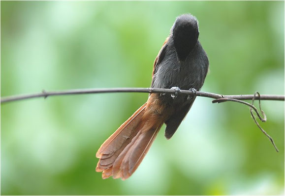 GRAUBRUST-PARADIESSCHNÄPPER, AFRICAN PARADISE FLYCATCHER, TERPSIPHONE VIRIDIS