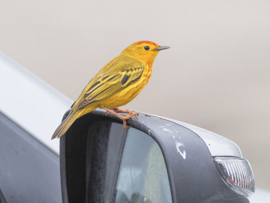 Goldwaldsänger, Yellow warbler - Setophaga petechia