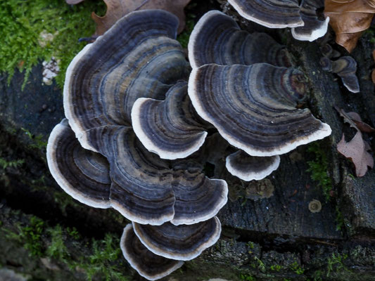 Schmetterlings-Tramete - Trametes versicolor