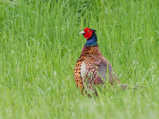FASAN, COMMON PHEASANT, PHASIANUS COLCHICUS