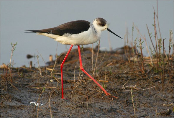STELZENLÄUFER, BLACK-WINGED STILT, HIMANTOPUS HIMANTOPUS