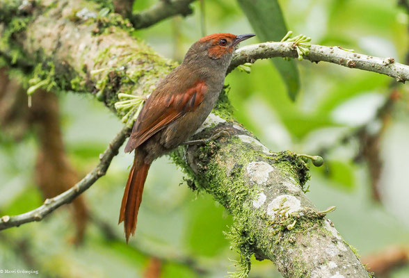 GRAUKEHLSCHLÜPFER, SLATY SPINETAIL - SYNALLAXIS BRACHYURA