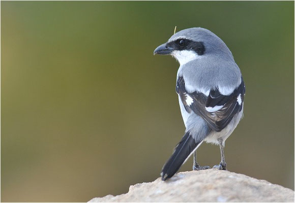 MITTELMEERRAUBWÜRGER, IBERIAN GREY SHRIKE, LANIUS MERIDIONALIS