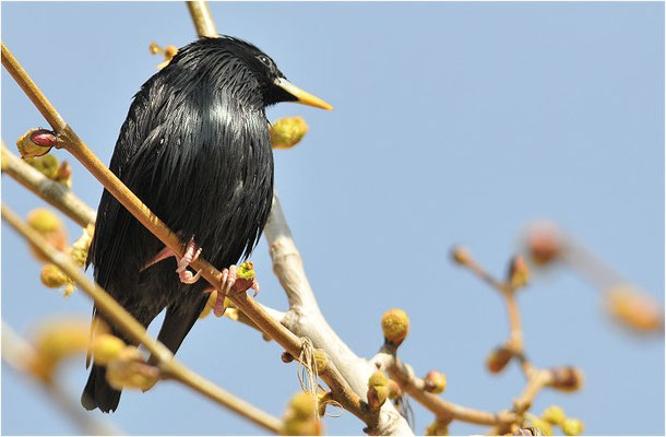 EINFARBSTAR, SPOTTLESS STARLING, STURNUS UNICOLOR