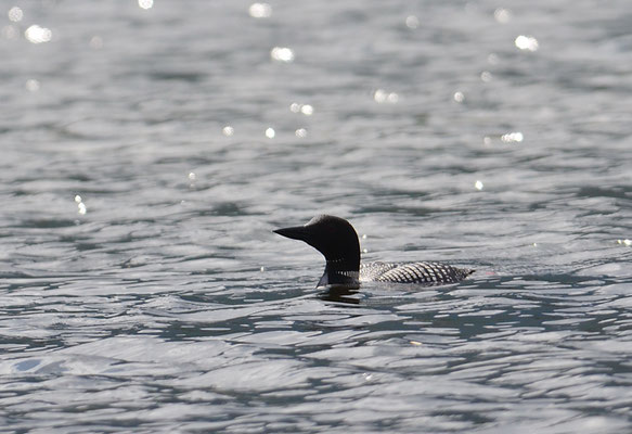 EISTAUCHER, ARCTIC LOON, GAVIA ARCTICA