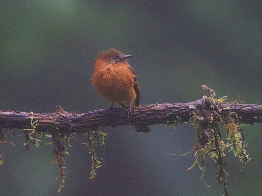 Zimttyrann, Cinnamon Flycatcher - Pyrrhomyias cinnamomeus