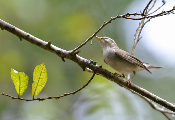 WANDERLAUBSÄNGER, ARCTIC WARBLER, SPHYLLOSCOPUS BOREALIS