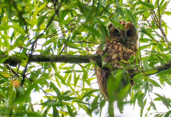 WALDKAUZ, TAWNY OWL, STRIX ALUCO