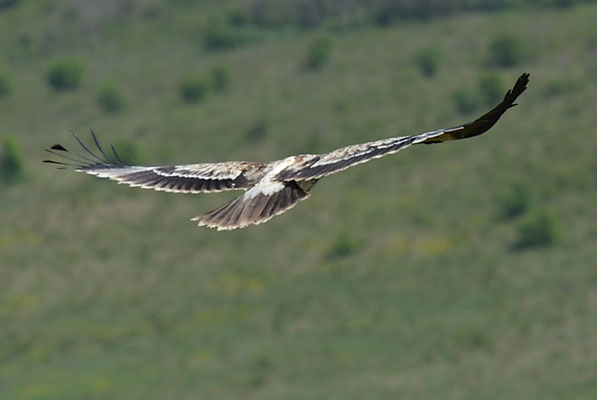 KAISERADLER, IMPERIAL EAGLE, AQUILA HELIACA