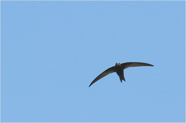MAUERSEGLER, SWIFT, APUS APUS