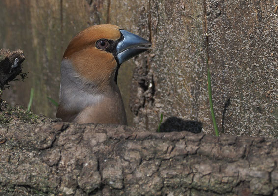 KERNBEISSER, HAWFINCH, COCCOTHRAUSTES  COCCOTHRAUSTES