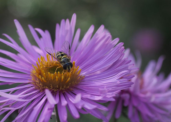 GESTREIFTE WALDSCHWEBFLIEGE, DASYSYRPHUS ALBOSTRIATUS