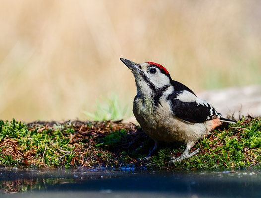 BUNTSPECHT, GREAT SPOTTED WOODPECKER, DENDROCOPOS MAJOR