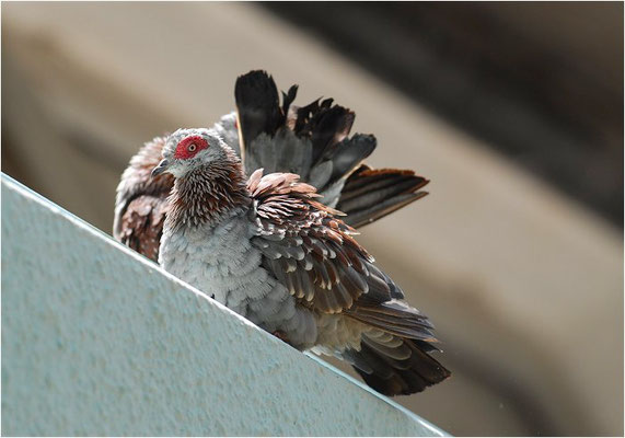 GUINEATAUBE, SPECKLED PIGEON, COLUMBA GUINEA