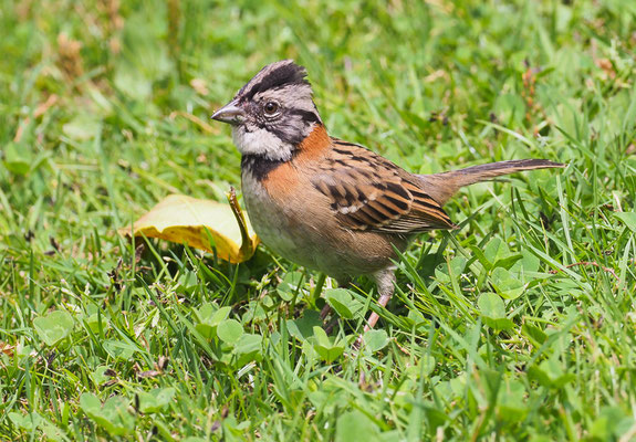 MORGENAMMER, RUFOUS-COLLARED SPARROW, ZONOTRICHIA CAPENSIS