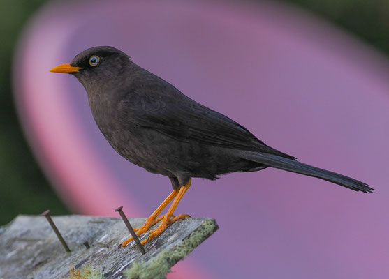 RUSSDROSSEL, SLATY ROBIN, TURDUS NIGRESCENS