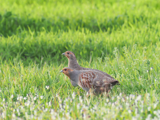 REBHUHN, GREY PARTRIDGE, PERDIX PERDIX