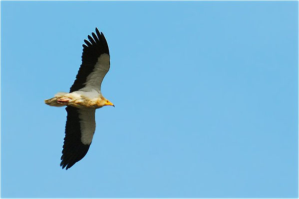SEEADLER, WHITE-TAILED EAGLE, HALIAEETUS ALBICILLA