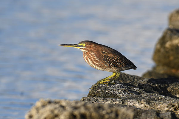 GRÜNREIHER, GREEN HERON, BUTORIDES VIRESCENS