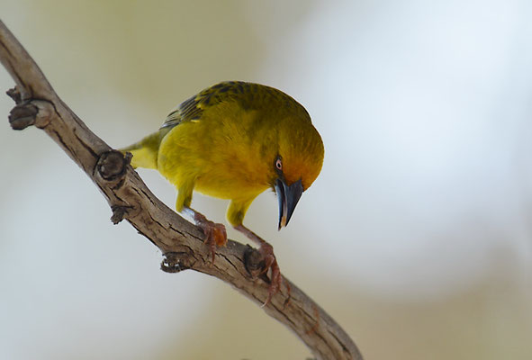 KAPWEBER, CAPE WEAVER, PLOCEUS CAPENSIS