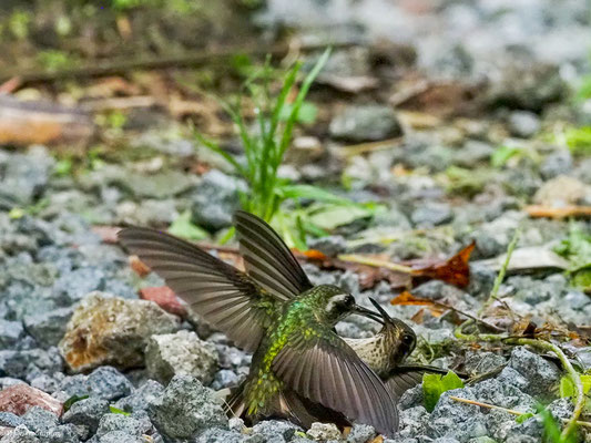 SCHWARZOHRKOLIBRI, SPECKLED HUMMINGBIRD - ADELOMYIA MELANOGENYS