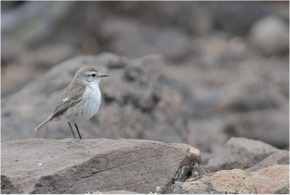KANARENSCHMÄTZER, FUERTEVENTURA STONECHAT, SAXICOLA DACOTIAE