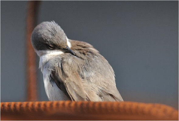KLAPPERGRASMÜCKE, LESSER WHITETHROAT, SYLVIA CURRUCA