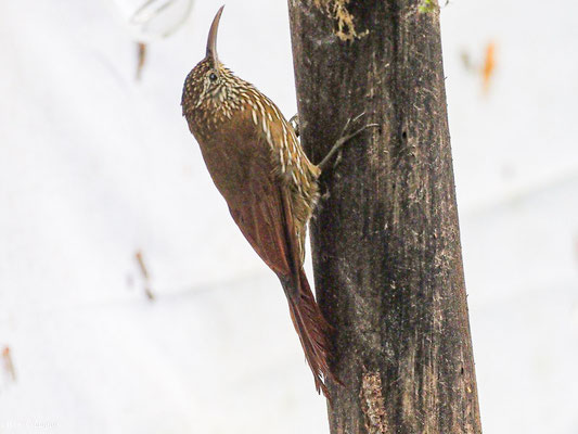 BERGWALD-BAUMSTEIGER, MONTANE WOODCREEPER - LEPIDOCOLAPTES LACRYMIGER