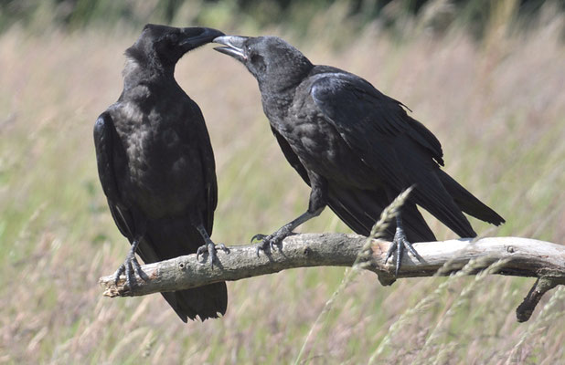 KOLKRABE, RAVEN, CORVUS CORAX