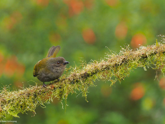 GRAUBRUST-BUSCHTANGARE, DUSKY BUSH TANAGER - CHLOROSPINGUS SEMIFUSCUS