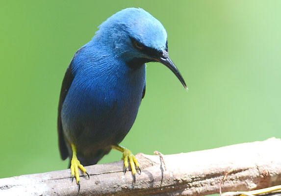 AZURNASCHVOGEL, SHINING HONEYCREEPER, CYANERPES LUCIDUA