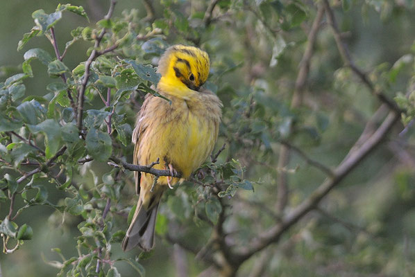 GOLDAMMER, YELLOWHAMMER, EMBERIZA CITRINELLA