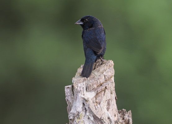 JAKARINITANGARE, BLUE-BLACK-GRASSQUIT, VOLATINIA JACARINA
