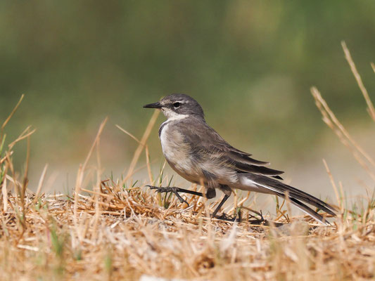 Kapstelze, cape wagtail, motacilla capensis 