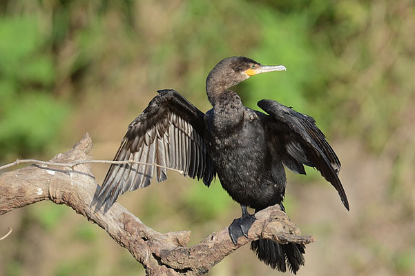 OLIVENSCHARBE, NEOTROPIC CORMORANT, PHALACROCORAX BRASILIANUS