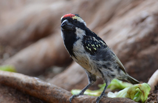 ROTSTIRNBARTVOGEL, ACADIA PIED BARBET, TRICHOLAEMA LEUCOMELAS