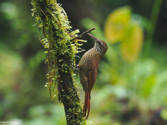 BERGWALD-BAUMSTEIGER, MONTANE WOODCREEPER - LEPIDOCOLAPTES LACRYMIGER