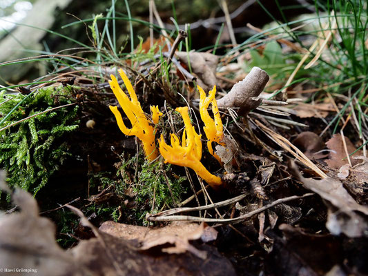 Klebriger Hörnling - Calocera viscosa