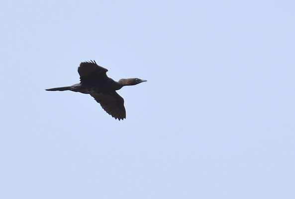 ZWERGSCHARBE, PYGMY CORMORANT, PHALACROCORAX PYGMEUS