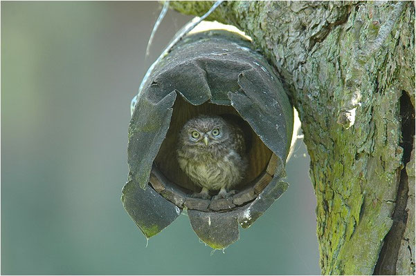 STEINKAUZ, LITTLE OWL , ATHENE NOCTUA
