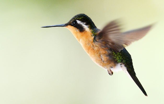 PURPURKEHLNYMPHE, PURPLE-THROATED MOUNTAIN-GEM, LAMPORNIS CALOLAEMUS